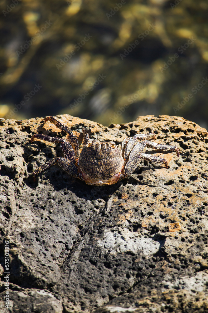 A vertical photo of a crab resting on some volcanic rocks A vertical photo of a crab resting on some volcanic rocks
