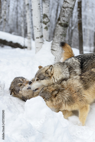 Wolves  Canis lupus  Come  Together in Snow Winter