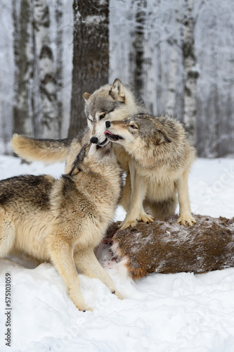 Younger Wolves  Canis lupus  Stand on Deer Body and Beg From Adult Winter