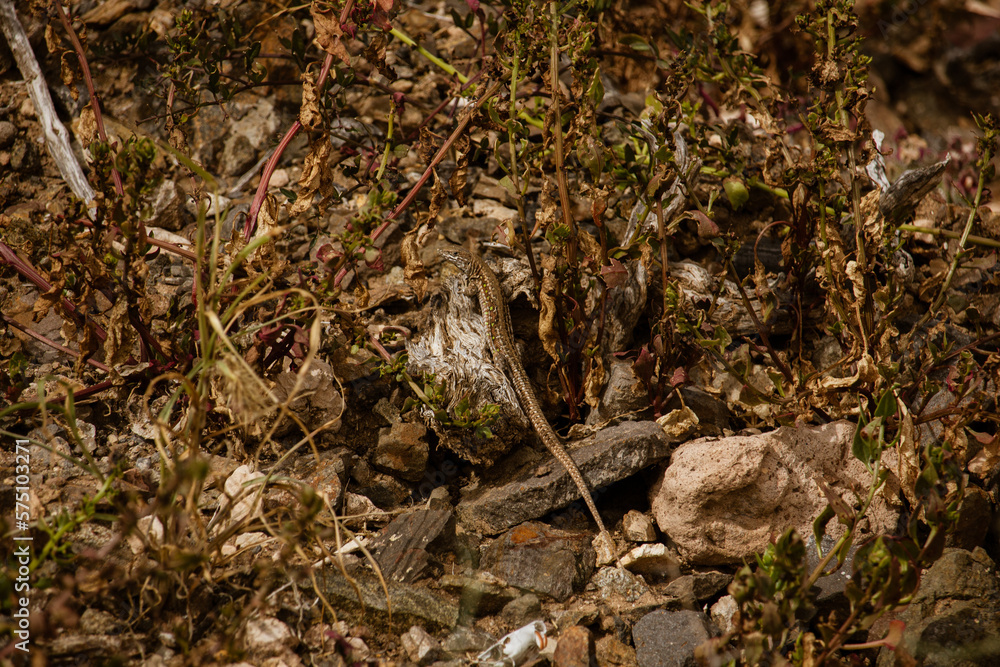 A horizontal, up close picture of a lizard surrounded by greenery in Fuerteventura looking dramatic A horizontal, up close picture of a lizard surrounded by greenery in Fuerteventura looking dramatic