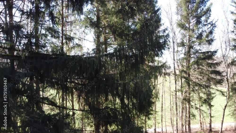 Senkrechter Flug nach oben an einem baum entlang, im Hintergrund erscheint die Stadt Bad Waldsee