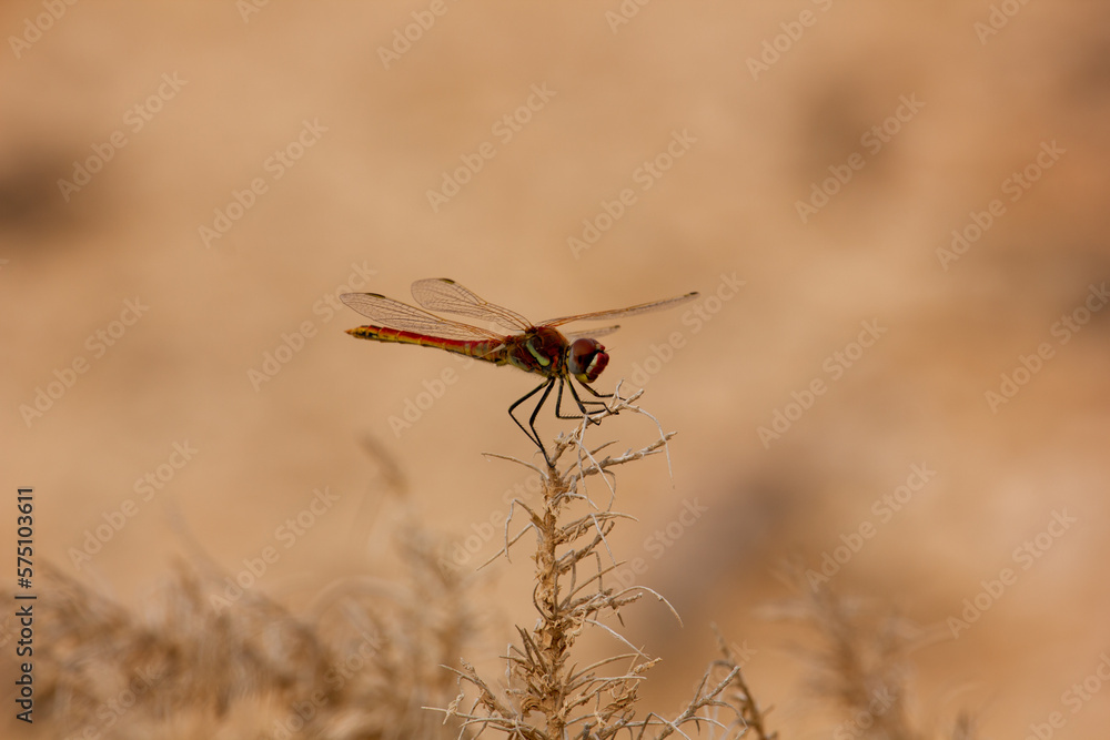 A horizontal photo of a closeup of a firefly resting on a bush branch in the desert of Fuerteventura A horizontal photo of a closeup of a firefly resting on a bush branch in the desert of Fuerteventura
