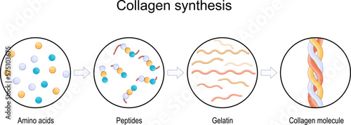 collagen synthesis. From Amino acids and Peptides, to Gelatin and Collagen molecule