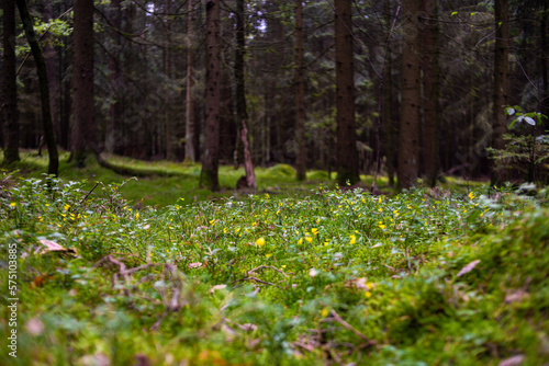 Grüner Waldboden mit Gelben Blumen 