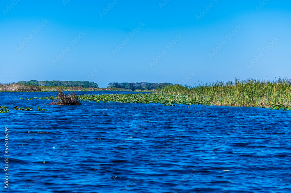 A view up a grass and water lily lined channel in the Everglades, Florida on bright sunny day