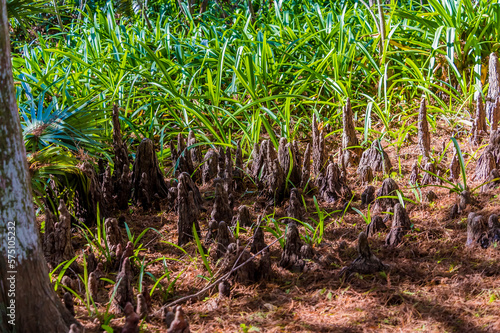 A view of aerial roots of the bald cypress trees in a park near to Fort Lauderdale, Florida on bright sunny day