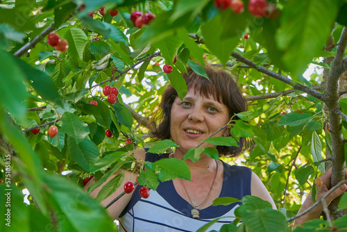 a woman eats cherry berries on a tree,a happy woman climbs a tree to enjoy delicious cherries