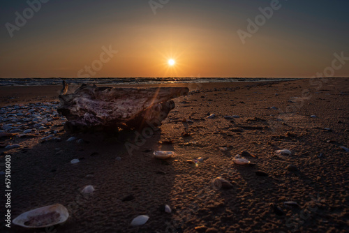 A piece of beautiful wood sanded and washed by the sea lying on the beach during beautiful yellow sunset between some beautiful white shells