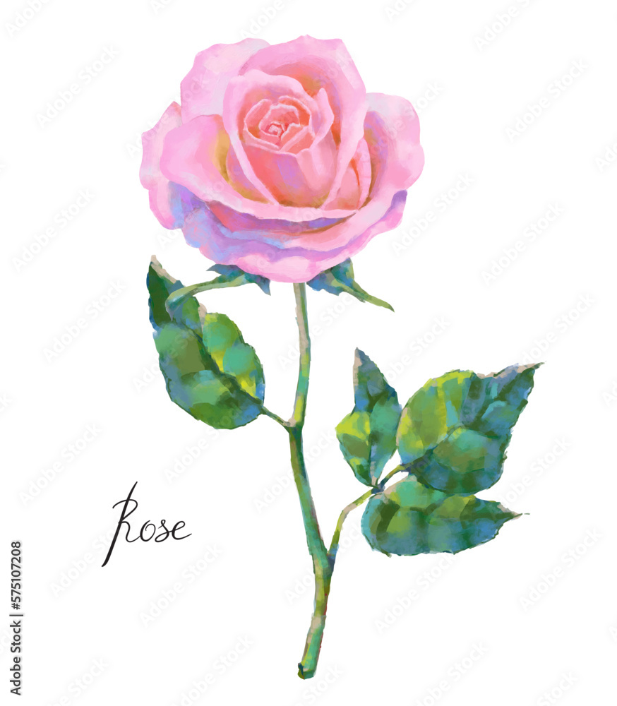 Obraz premium Vector high detailed realistic rose flower on white for design. Oil or acrylic painting rose.