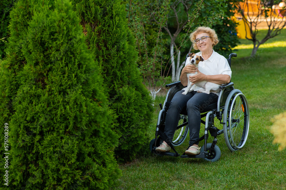 Fototapeta premium Elderly caucasian woman hugging a jack russell terrier dog while sitting in a wheelchair on a walk outdoors. 