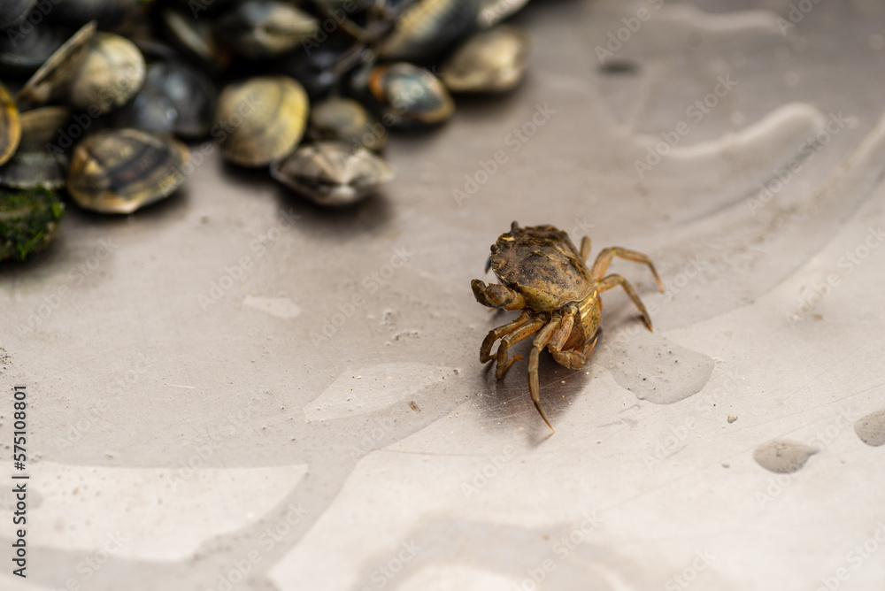 disoriented crab on the sieving table of an oyster farm disoriented crab on the sieving table of an oyster farm