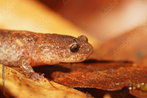 Facial closeup on an adult Eastern red-backed salamander, Plethodon cinereus on the forest floor