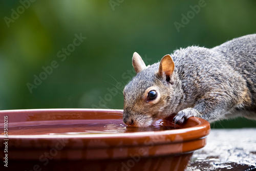 Thirsty eastern gray squirrel drinking from a bird water bath during a hot summer day.