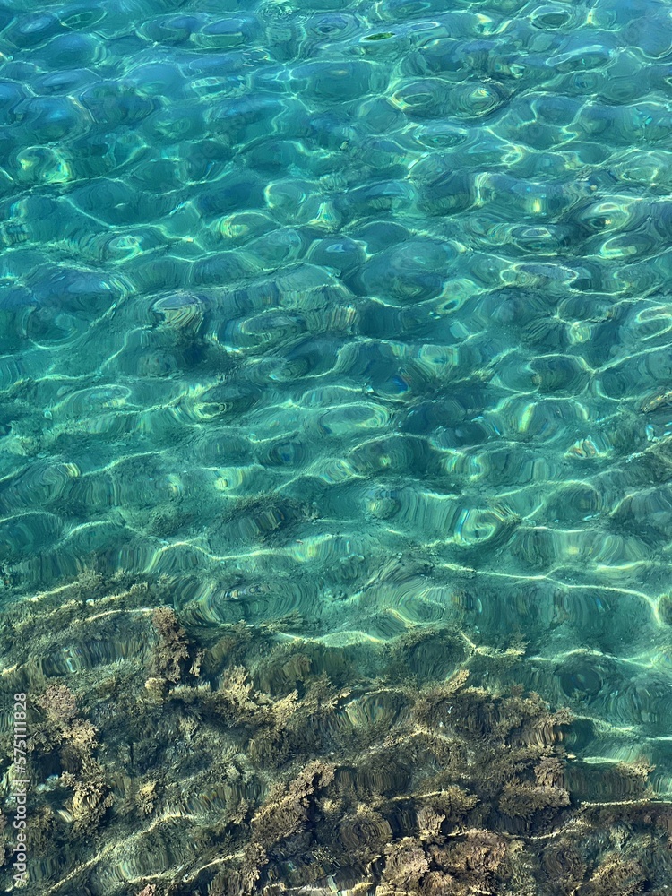 Algae at the bottom of sea water. Algae at the bottom of sea water.