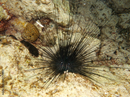 Invasive sea urchin in the Mediterranean Sea 