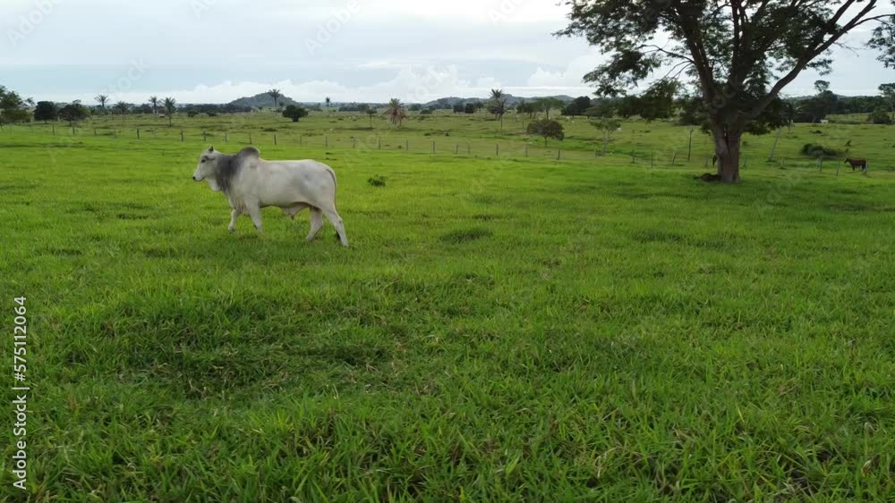 a bovine of the nelore breed walking through the green pasture
a bovine of the nelore breed walking through the green pasture