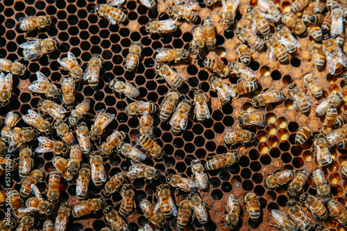 api e ape regina all'interno del favo e dell'arnia a produrre miele in primavera. apicoltura biologica, polline, cera api, campagna.