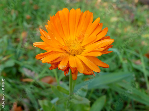 Ringelblume