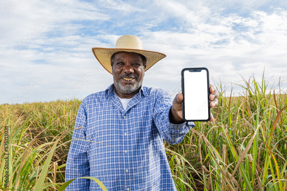 Black man Farmer smiling and showing his cell phone with a photo of the farm. Farmer celebrating. Sugar cane in the background. - obrazy, fototapety, plakaty 