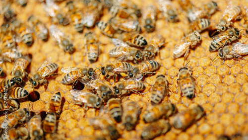 api e ape regina all'interno del favo e dell'arnia a produrre miele in primavera. apicoltura biologica, polline, cera api, campagna.