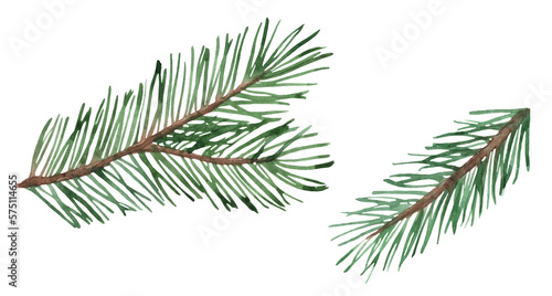 Watercolor illustration of spruce twigs hand drawn and isolated on a white background.