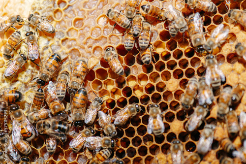 api e miele all'interno del favo, nell'arnia. luminoso, miele lucente di colore giallo. celle esagonali, ape regina. 
apicoltura e natura biologica. esperienza di campagna. photo