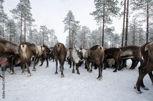 A herd of deer in the forest. Lots of reindeer © Yakovlev