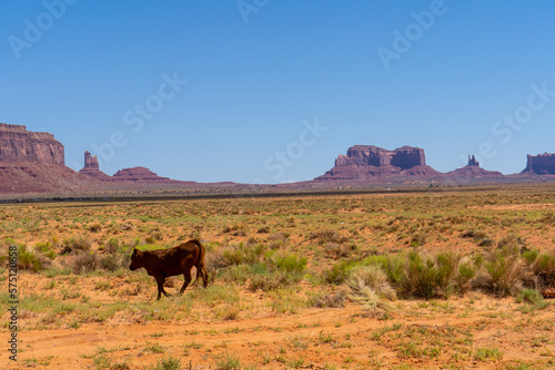 Cows walking through the southern Utah desert with Monument Valley in the background.