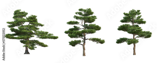 Leinwand Poster Collection of trees isolated on alpha channel, on a transparent background