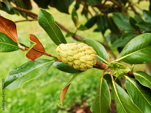 Southern magnolia or Bull bay  Magnolia grandiflora  after flowering  brown cones with bright red seeds above a dense dark green foliage 