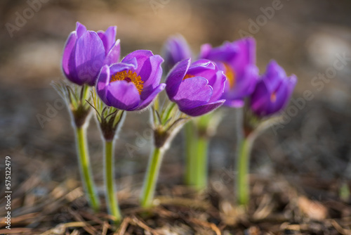 Beautiful pasque or anemone wild flowers in sunny spring meadow. It grows wild and its blooming is one of the first signs of spring. Eastern holiday concept