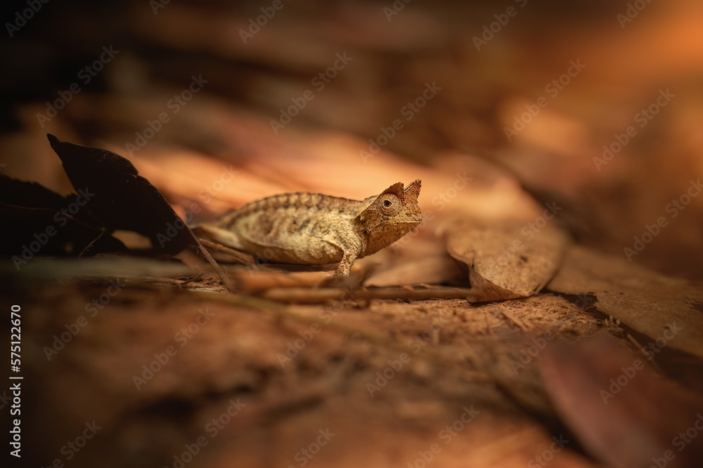 Hidden Animals: Brown leaf Chameleon, Brookesia Superciliaris, a small chameleon Imitating the Brown Leaves. Shades of brown and gold colors. Ranomafana national park, wild Madagascar. Hidden Animals: Brown leaf Chameleon, Brookesia Superciliaris, a small chameleon Imitating the Brown Leaves. Shades of brown and gold colors. Ranomafana national park, wild Madagascar.