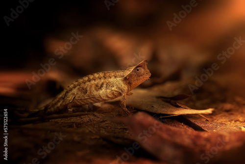 Hidden Animals: Brown leaf Chameleon, Brookesia Superciliaris, a small chameleon Imitating the Brown Leaves. Shades of brown and gold colors. Ranomafana national park, wild Madagascar. 