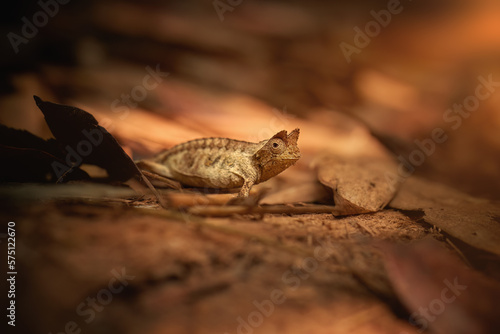Hidden Animals: Brown leaf Chameleon, Brookesia Superciliaris, a small chameleon Imitating the Brown Leaves. Shades of brown and gold colors. Ranomafana national park, wild Madagascar. 