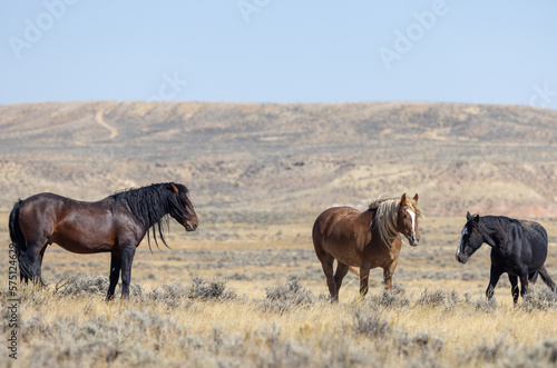 Wild Horses in Autumn in the Wyoming Desert © natureguy