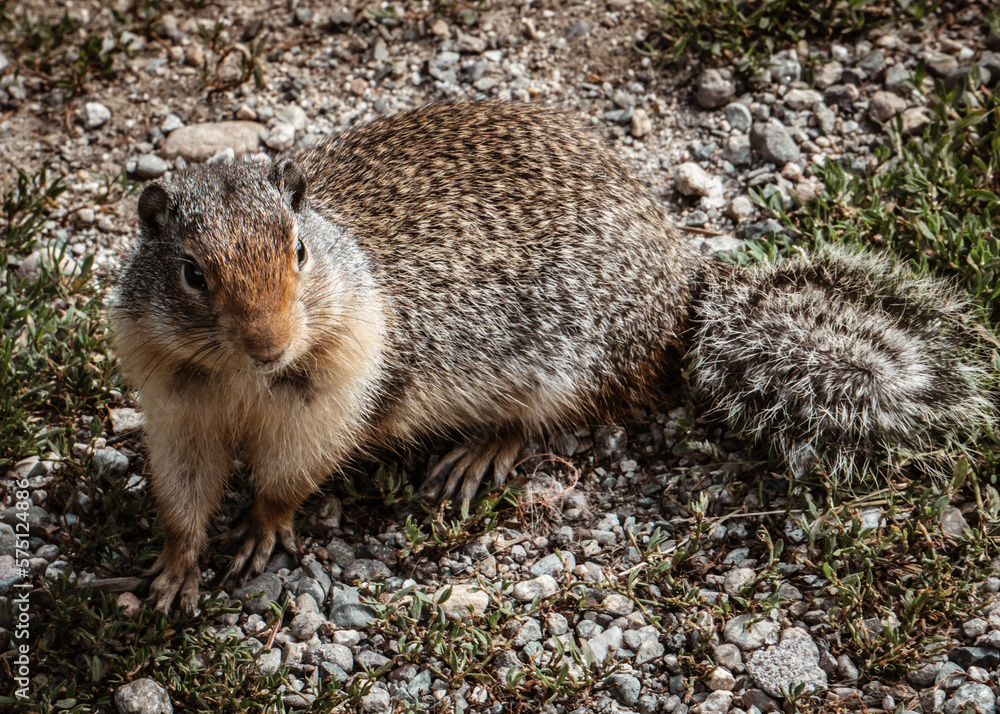 Ground Squirrel Ground Squirrel