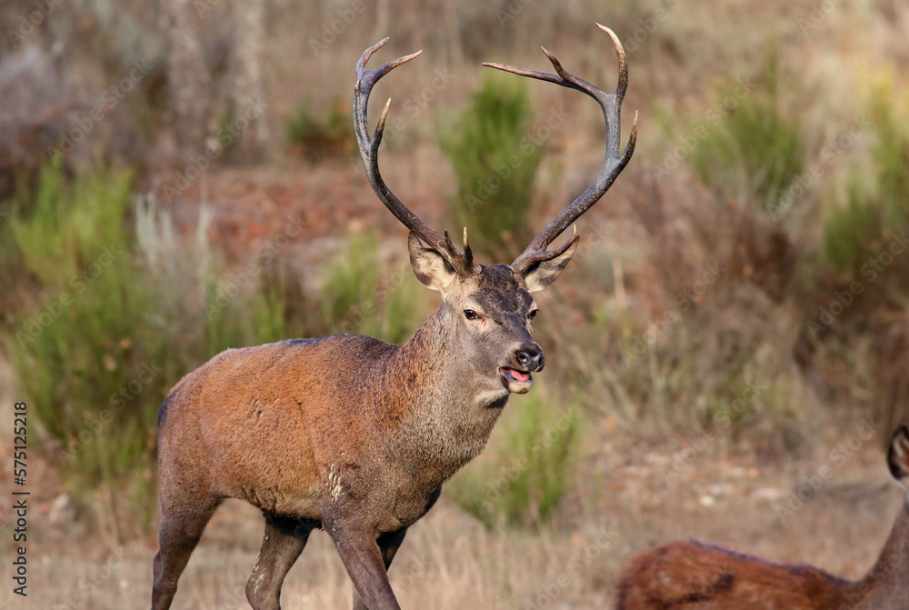 Adult male red deer (Cervus elaphus) chasing a female in a mediterranean forest during mating season. Deer with big horns in south european environment. Deer rutting season in Sanabria, Spain. Adult male red deer (Cervus elaphus) chasing a female in a mediterranean forest during mating season. Deer with big horns in south european environment. Deer rutting season in Sanabria, Spain.