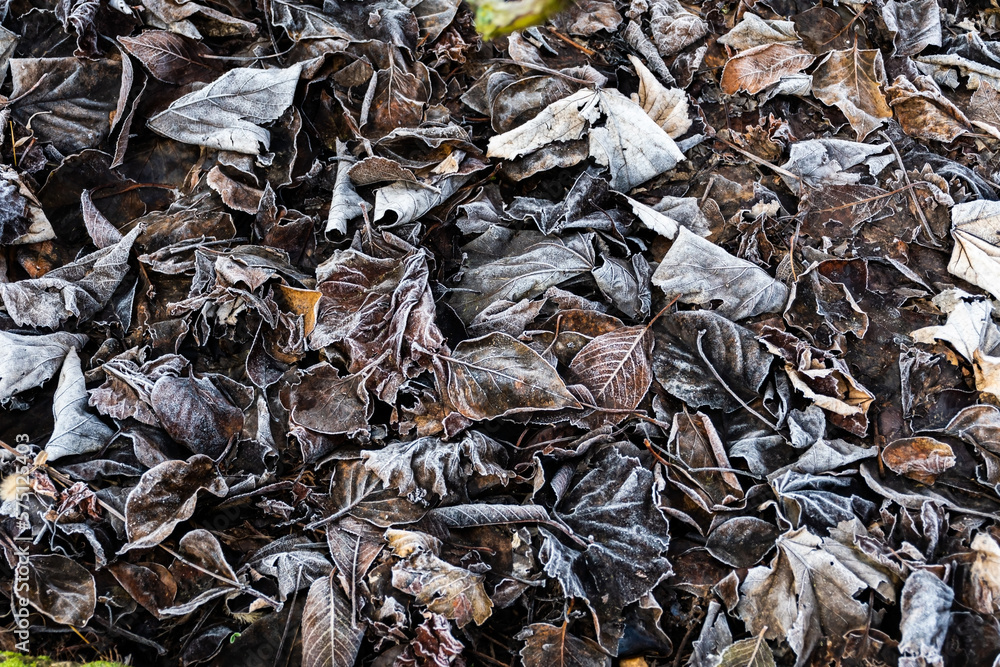 Ice crystals on dry leaves, frozen fallen leaves. Frozen natural background.
