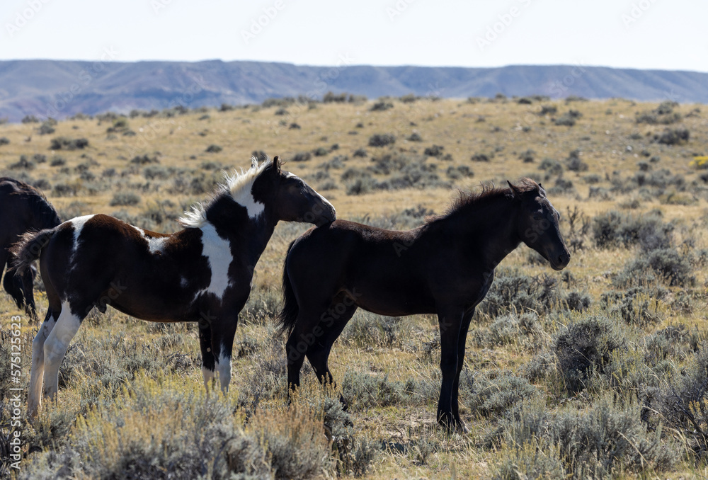 Wild Horses in Autumn in the Wyoming Desert