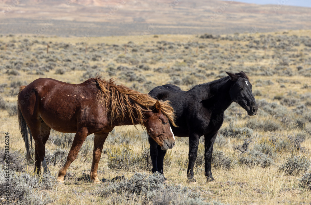 Wild Horses in Autumn in the Wyoming Desert Wild Horses in Autumn in the Wyoming Desert