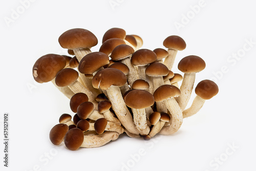 Mushrooms honey armillaria isolated on white background