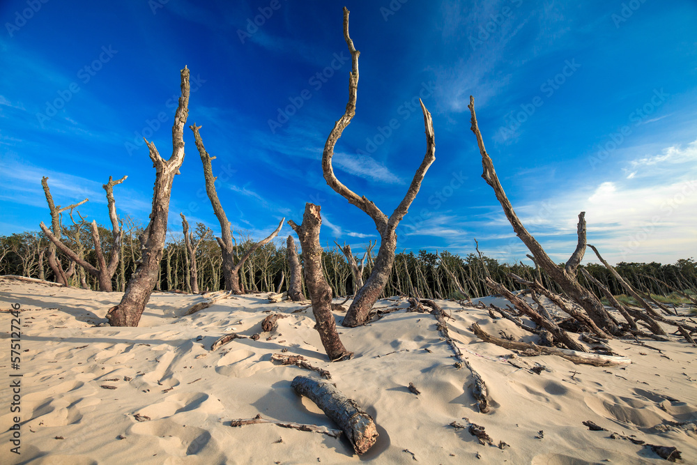 Dry old trees at the dunes in Slowinski national park. Leba, Poland.
