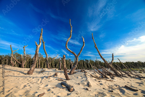 Dry old trees at the dunes in Slowinski national park. Leba  Poland.