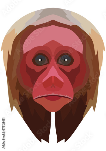 uakari face. The muzzle of a Cacajao monkey is depicted. Bright portrait on a white background. predictive graphics. animal logo. photo