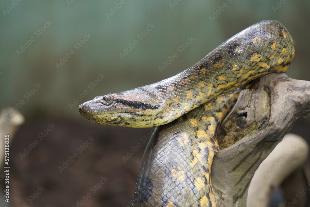 Fototapeta premium Portrait of Boa Constrictor snake in Amazon rainforest. Near Novo Airao, Amazonas state, Brazil, South America.