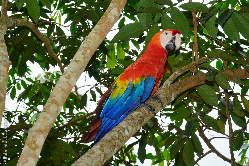 Arara (Red and Green Macaw, Ara ararauna) on an Inga Edulis tree with long pods and sweet coated fruits inside, also called ice-cream beans. Wildlife image in Amazon rainforest, Brazil.