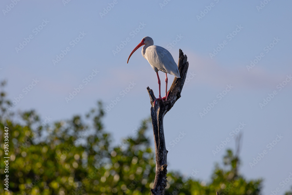 Obraz premium American White ibis perched, seen in the wild in the Everglades