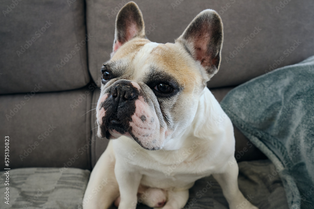 Portrait of a white french bulldog Portrait of a white french bulldog