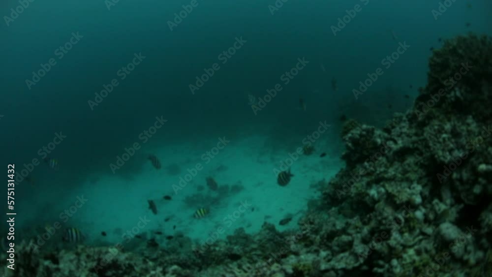 Slow Motion Shot Of Small Striped Fish Swimming In Deep Ocean - Thulusdhoo, Maldives Slow Motion Shot Of Small Striped Fish Swimming In Deep Ocean - Thulusdhoo, Maldives