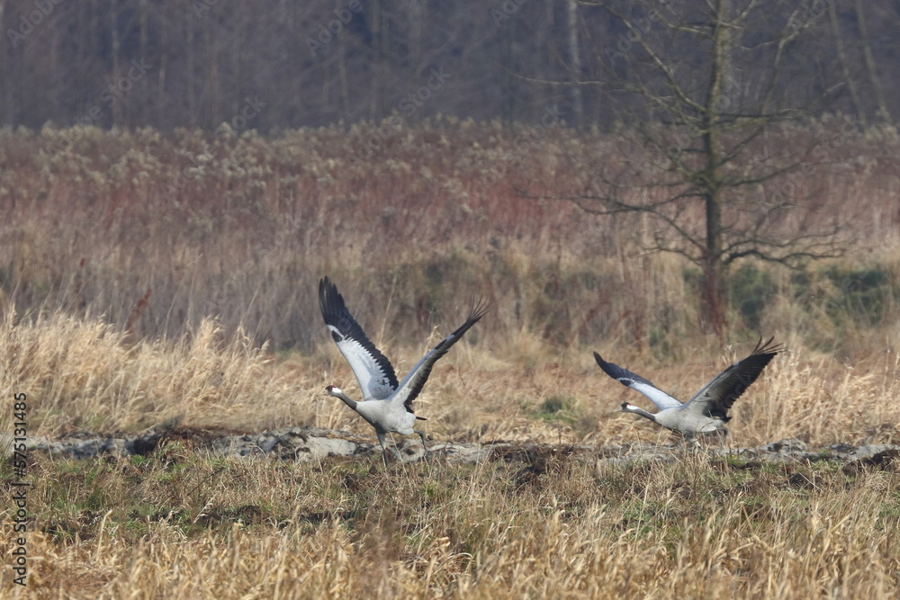 A pair of cranes in flight, Poland A pair of cranes in flight, Poland